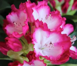 Dehner Rhododendron 'Mega' Hot