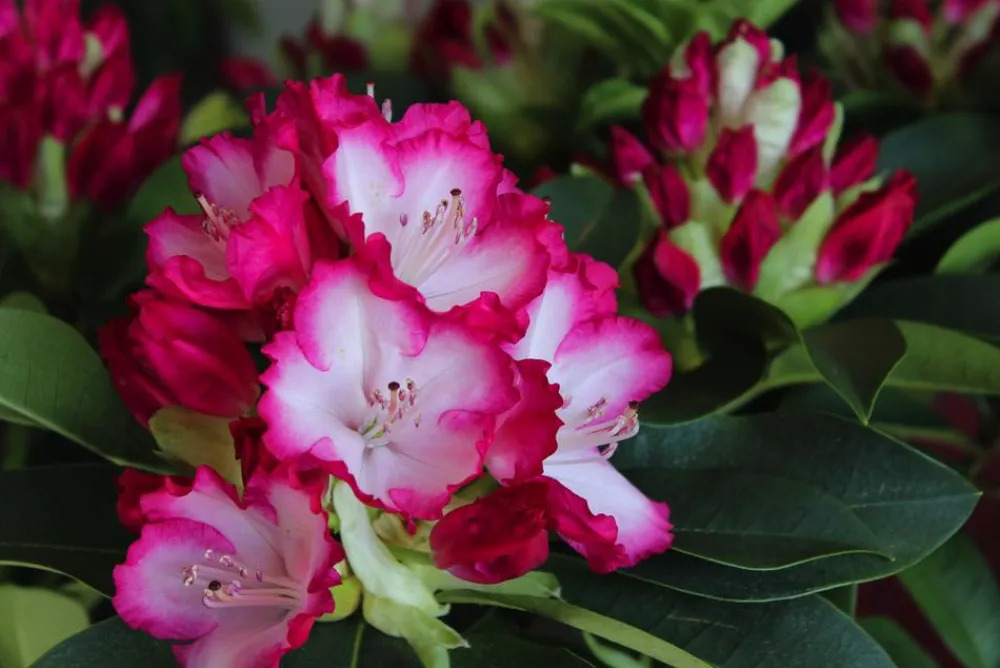 Dehner Rhododendron 'Mega' Hot