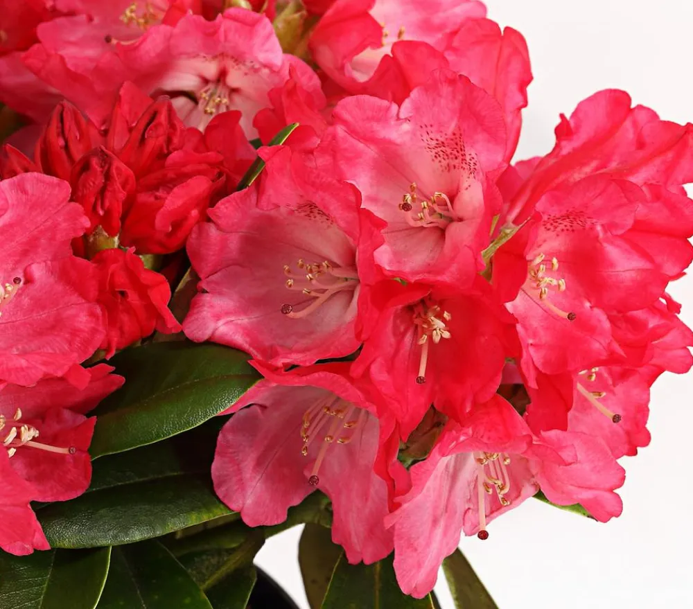 Dehner Rhododendren|Blühende Sträucher - Rhododendron 'Morgen' Rot