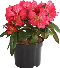 Dehner Rhododendren|Blühende Sträucher - Rhododendron 'Morgen' Rot