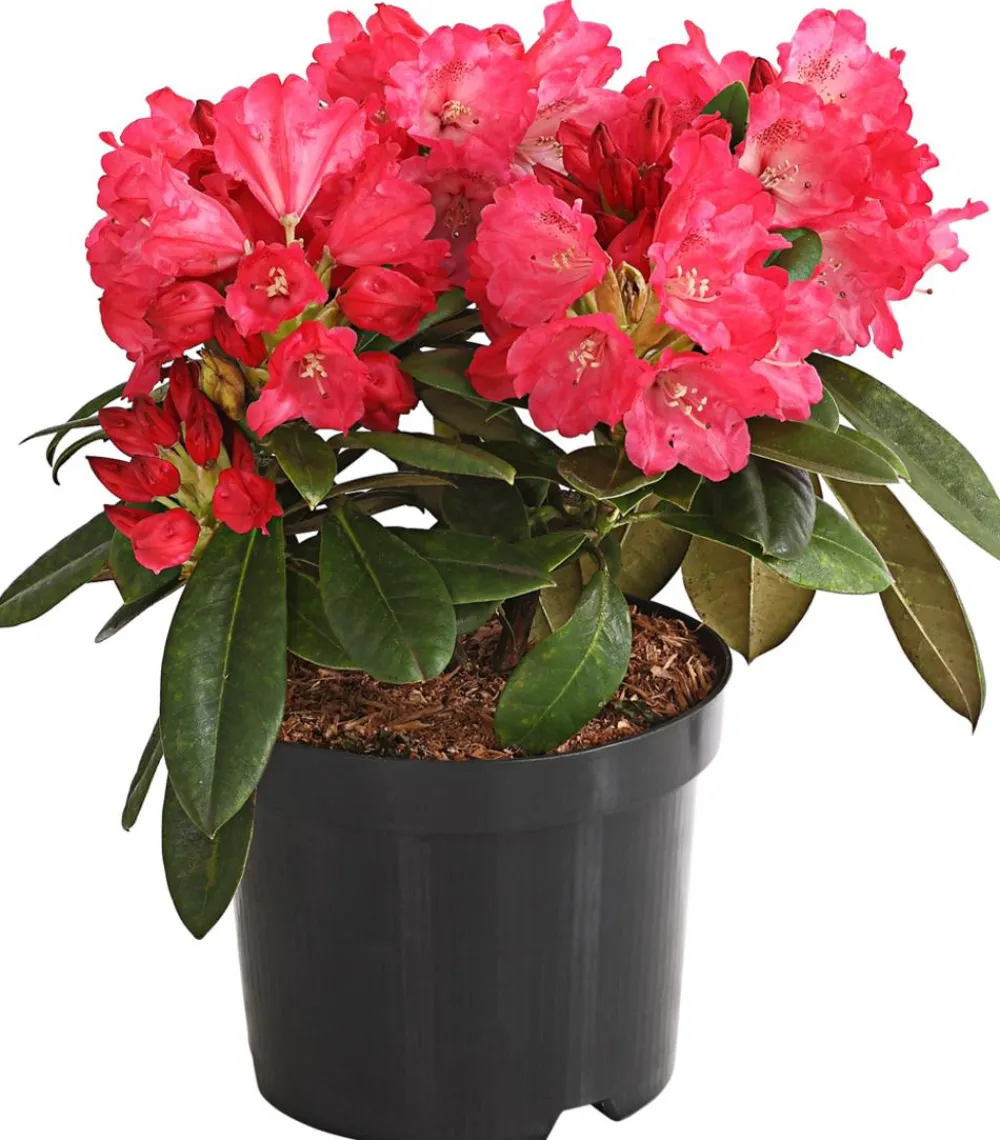 Dehner Rhododendren|Blühende Sträucher - Rhododendron 'Morgen' Rot