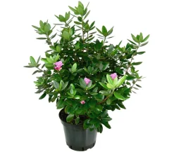 Dehner Rhododendren|Blühende Sträucher - Rhododendron 'P. J. Mezitt' Pink