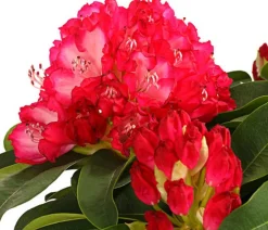 Dehner Rhododendren|Blühende Sträucher - Rhododendron 'Super Mega'