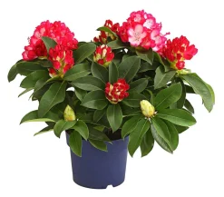 Dehner Rhododendren|Blühende Sträucher - Rhododendron 'Super Mega'