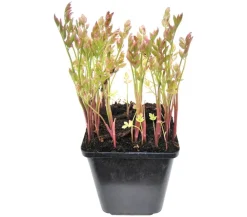 Dehner Aqua Teichpflanzen|Teichpflanzen > Röhriger Wasserfenchel 'Flamingo'
