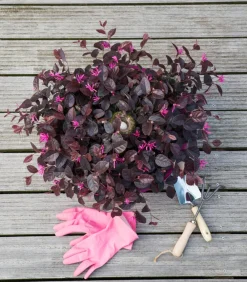 Dehner Laubgehölze|Winterharte Kübelpflanzen > Riemenblüte 'Ever Red'