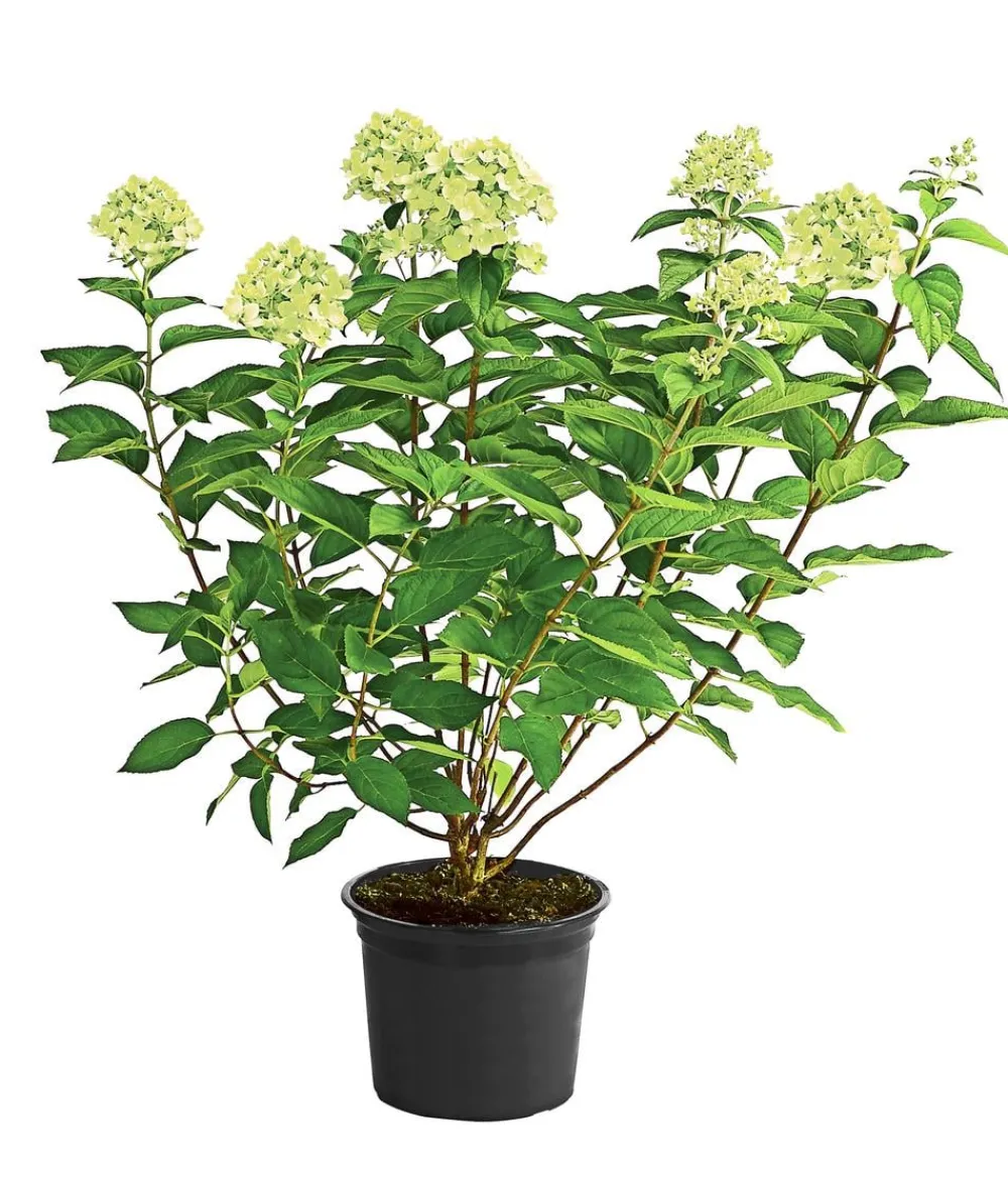 Dehner Winterharte Kübelpflanzen|Hortensien > Rispen-Hortensie 'Limelight®'