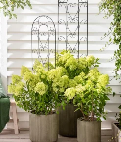 Dehner Winterharte Kübelpflanzen|Hortensien > Rispen-Hortensie 'Limelight®'