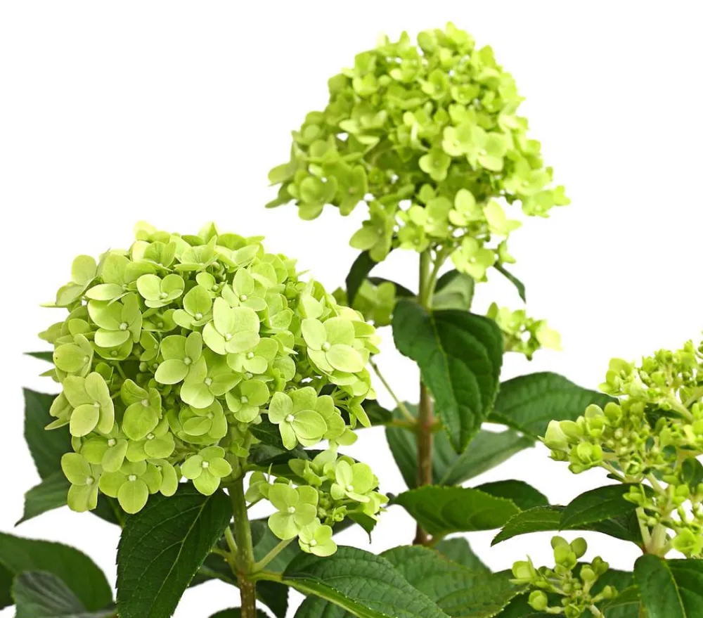 Dehner Winterharte Kübelpflanzen|Hortensien > Rispen-Hortensie 'Limelight®'
