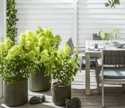 Dehner Winterharte Kübelpflanzen|Hortensien > Rispen-Hortensie 'Limelight®'