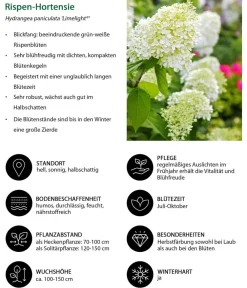 Dehner Rispen-Hortensie 'Limelight®' Weiß Outlet