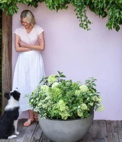 Dehner Rispen-Hortensie 'Limelight®' Weiß Outlet