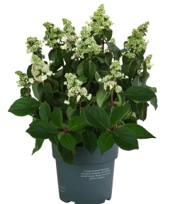 Dehner Laubgehölze|Hortensien > Rispen-Hortensie 'Living Infinity'®