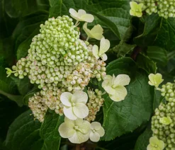 Dehner Laubgehölze|Hortensien > Rispen-Hortensie 'Living Infinity'®