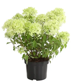 Dehner Laubgehölze|Winterharte Kübelpflanzen > Rispen-Hortensie 'Magical Candle'