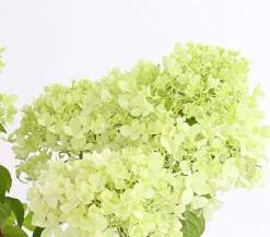 Dehner Laubgehölze|Winterharte Kübelpflanzen > Rispen-Hortensie 'Magical Candle'
