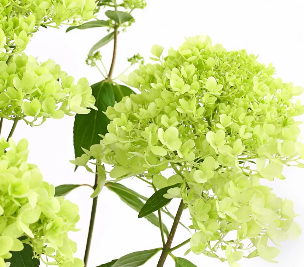 Dehner Winterharte Kübelpflanzen|Hortensien > Rispen-Hortensie 'Magical Summer'