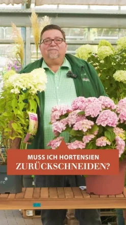 Dehner Winterharte Kübelpflanzen|Hortensien > Rispen-Hortensie 'Magical Summer'