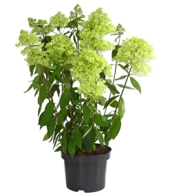 Dehner Winterharte Kübelpflanzen|Hortensien > Rispen-Hortensie 'Magical Summer'