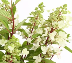 Dehner Laubgehölze|Winterharte Kübelpflanzen > Rispen-Hortensie 'Pinky Winky'