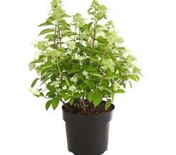Dehner Winterharte Kübelpflanzen|Hortensien > Rispen-Hortensie 'Prim White'