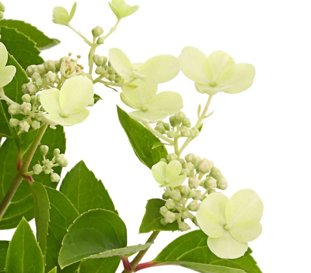 Dehner Winterharte Kübelpflanzen|Hortensien > Rispen-Hortensie 'Prim White'