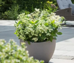 Dehner Hortensien|Blühende Sträucher > Rispen-Hortensie 'Switch® Ophelia'