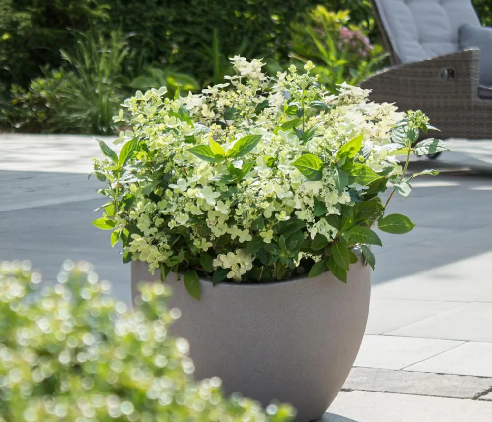 Dehner Hortensien|Blühende Sträucher > Rispen-Hortensie 'Switch® Ophelia'