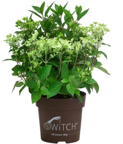Dehner Hortensien|Blühende Sträucher > Rispen-Hortensie 'Switch® Ophelia'