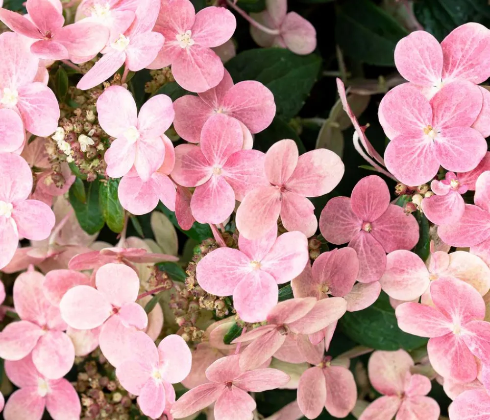 Dehner Hortensien|Blühende Sträucher > Rispen-Hortensie 'Switch® Ophelia'
