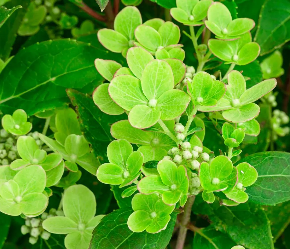 Dehner Hortensien|Blühende Sträucher > Rispen-Hortensie 'Switch® Ophelia'