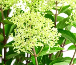 Dehner Laubgehölze|Hortensien > Rispen-Hortensie 'Whitelight'®