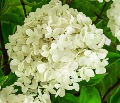 Dehner Laubgehölze|Hortensien > Rispen-Hortensie 'Whitelight'®