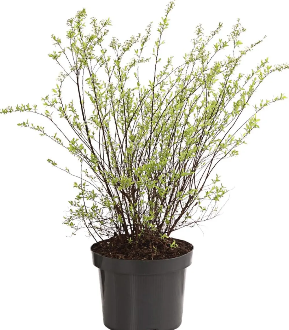 Dehner Rispenspiere 'Grefsheim' Weiß Hot