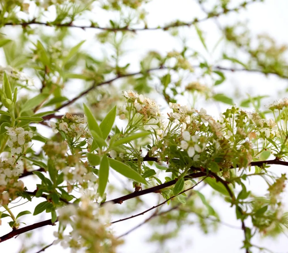 Dehner Rispenspiere 'Grefsheim' Weiß Hot