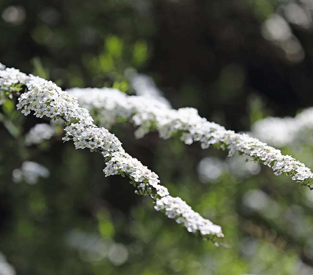 Dehner Rispenspiere 'Grefsheim' Weiß Hot