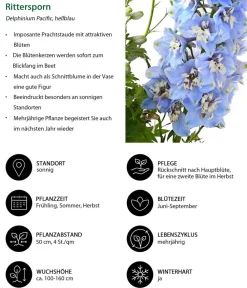 Dehner Rittersporn, verschiedene Sorten Clearance