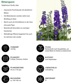 Dehner Rittersporn, verschiedene Sorten Clearance