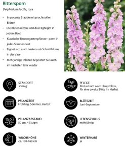 Dehner Sommerstauden - Rittersporn, verschiedene Sorten