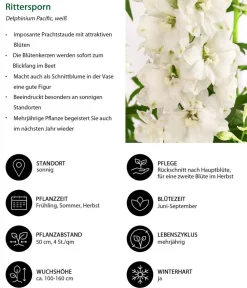 Dehner Sommerstauden - Rittersporn, verschiedene Sorten
