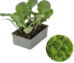 Dehner Kohl- & Salatpflanzen > Romanesco, 6er Schale