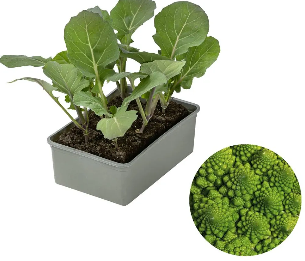 Dehner Kohl- & Salatpflanzen > Romanesco, 6er Schale