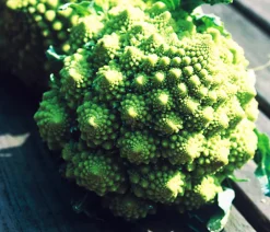 Dehner Kohl- & Salatpflanzen > Romanesco, 6er Schale