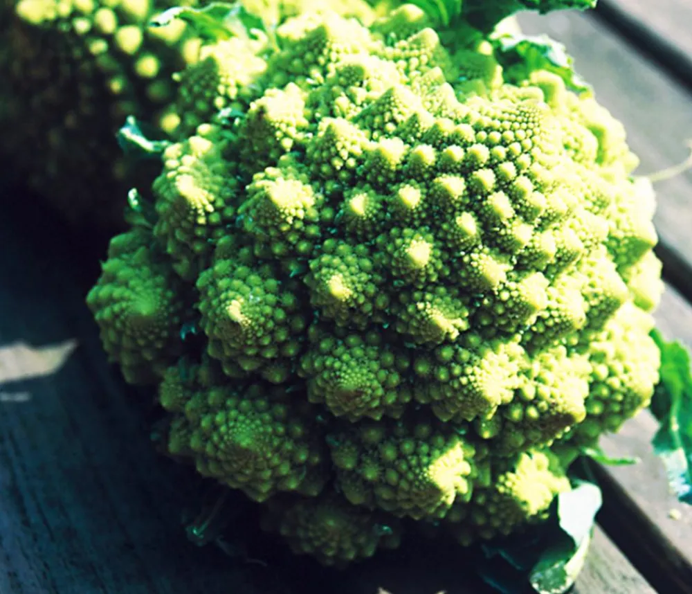 Dehner Kohl- & Salatpflanzen > Romanesco, 6er Schale