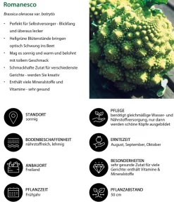 Dehner Kohl- & Salatpflanzen > Romanesco, 6er Schale