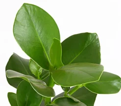 Dehner Rosafarbener Balsamapfel - Clusia major Clearance