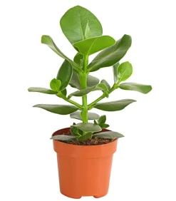 Dehner Rosafarbener Balsamapfel - Clusia major Clearance