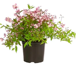 Dehner Maiblumenstrauch - Deutzie 'Yuki Cherry Blossom®' Sale