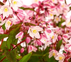 Dehner Maiblumenstrauch - Deutzie 'Yuki Cherry Blossom®' Sale
