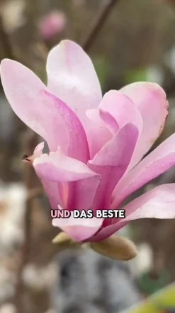 Dehner Stern-Magnolie 'George Henry Kern' Rosa Sale